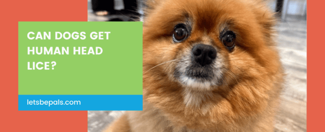 can dogs get lice? Pals explains