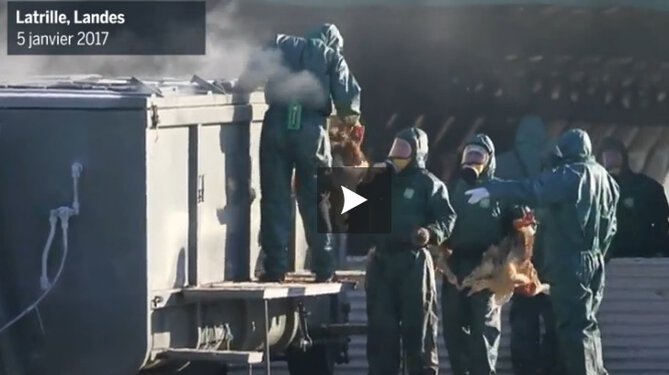 Abattages de canard dans le sud ouest. la vidéo choc