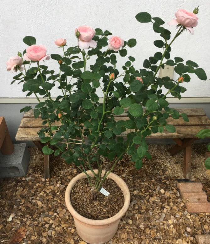 開花したクイーンオブスウェーデンの鉢植え