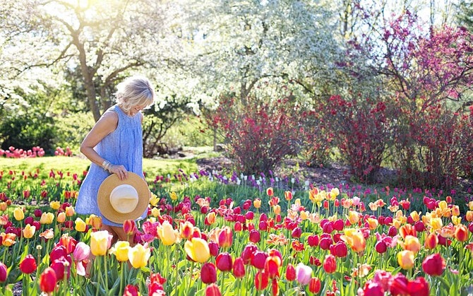 pexels-photo-413735-413735 A woman in a blue dress admires colorful tulips in a sunny spring garden.