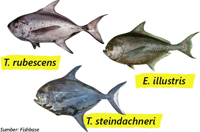 ciri ikan bawal laut samudera