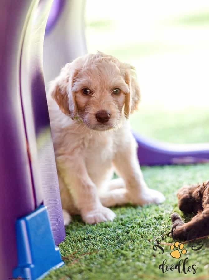_JHW3719-Edit | Good Day Doodles | Australian Labradoodles in North Carolina Caramel creme colored australian labradoodle puppy at a playground