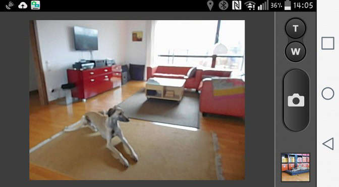 Weißt du, was dein Hund macht, wenn du nicht da bist? Oder: Drei Wege das Hausvieh zu überwachen