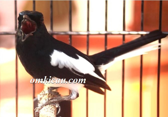 Burung kacer Mercu Buana in action Burung kacer Mercu Buana in action