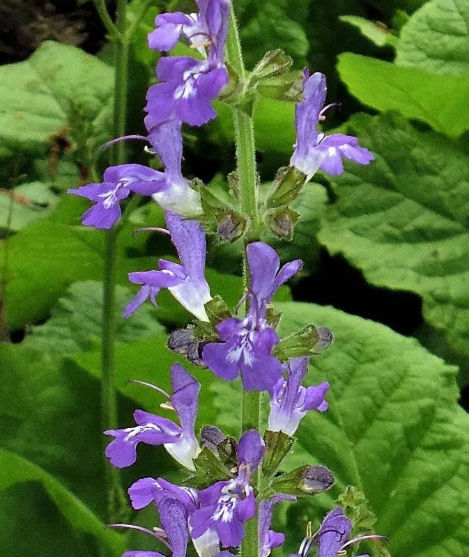 Salvia forskaohlei