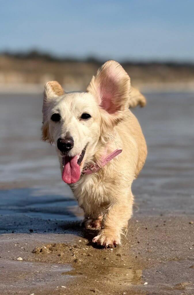 English Cream Miniature Dachshund puppy enjoying a trip to the beach