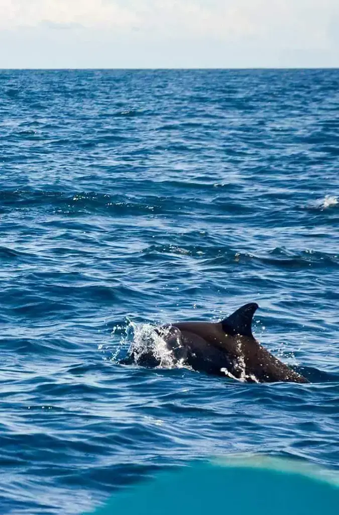 And finally, a last shot of a dolphin near the sandbar