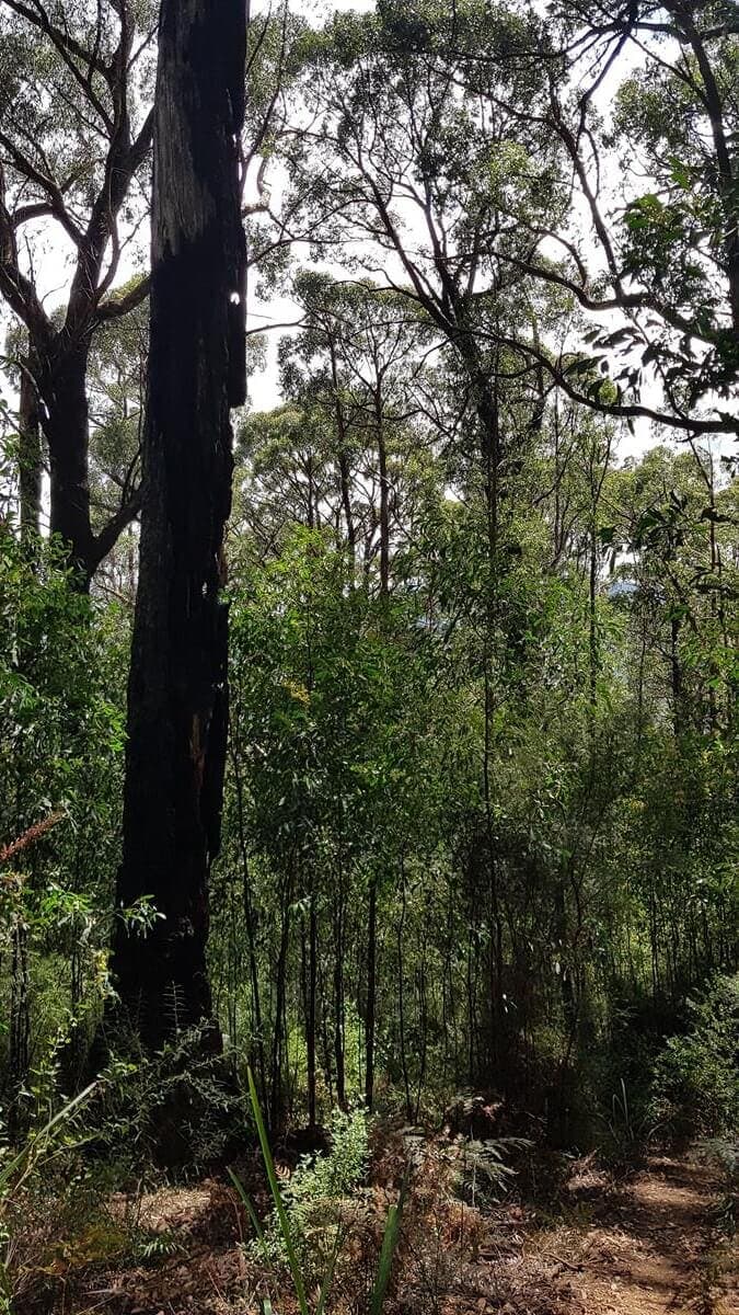 Mt Juliet Walking Track Yarra Ranges National Park Mt Juliet Walking Track, Yarra Valley