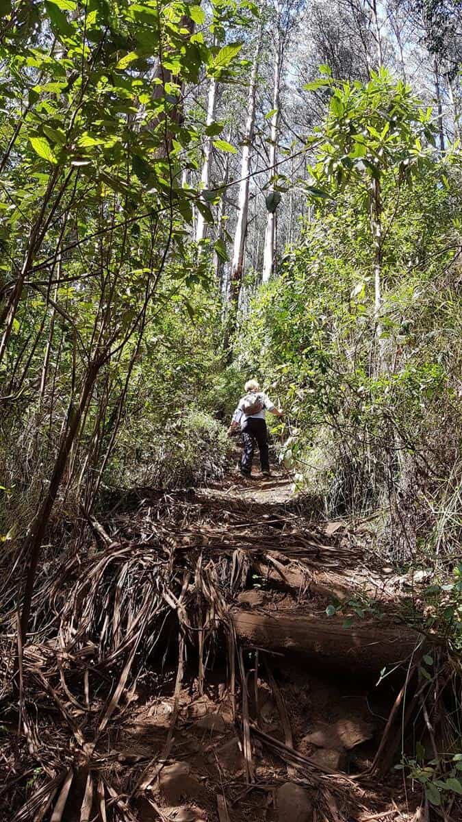 Mt Juliet Walking Track, Yarra Valley