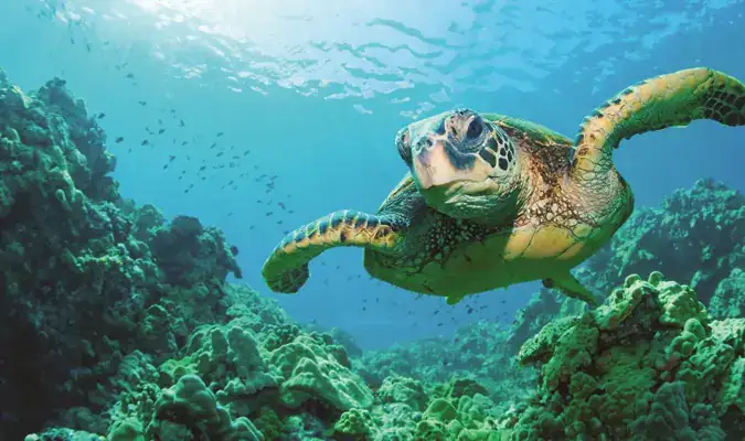 akumal turtle
