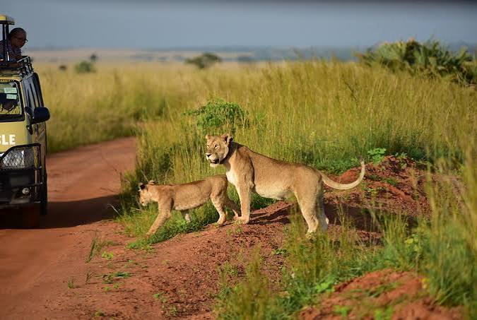 Luxury Uganda Gorilla and Big Five Safari