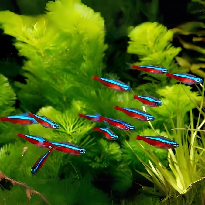 cardinal tetra