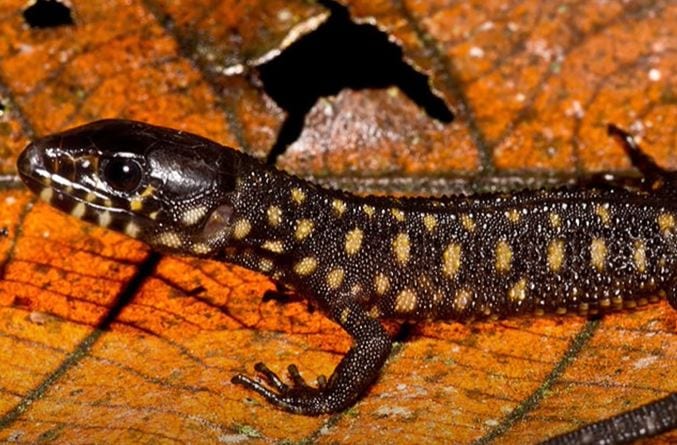 yellow spotted lizard