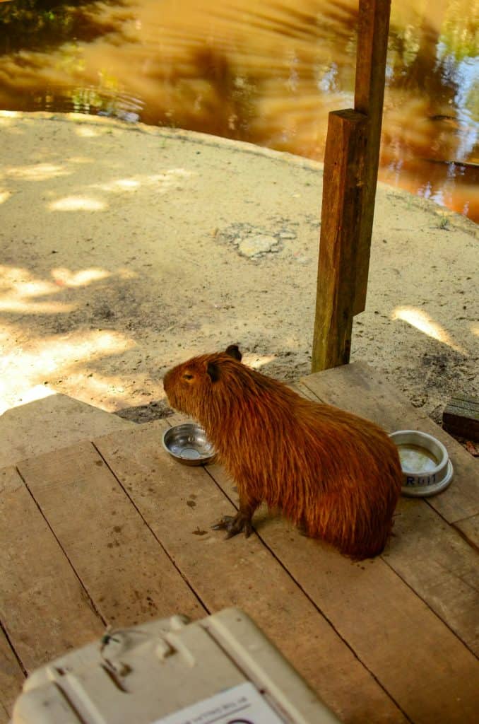 Capybara on an excursion - Amazon River cruises