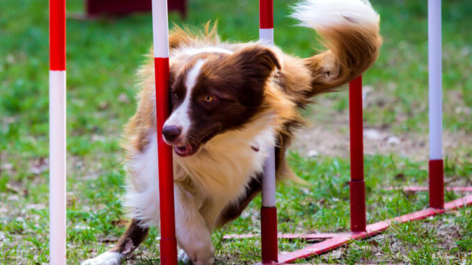 Was sollte ein Hundeschule können? Training in der Hundeschule