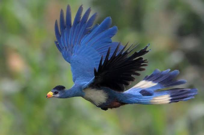 Kibale Forest National Park