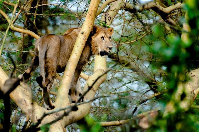 Diverse Wildlife and Classic Big Game