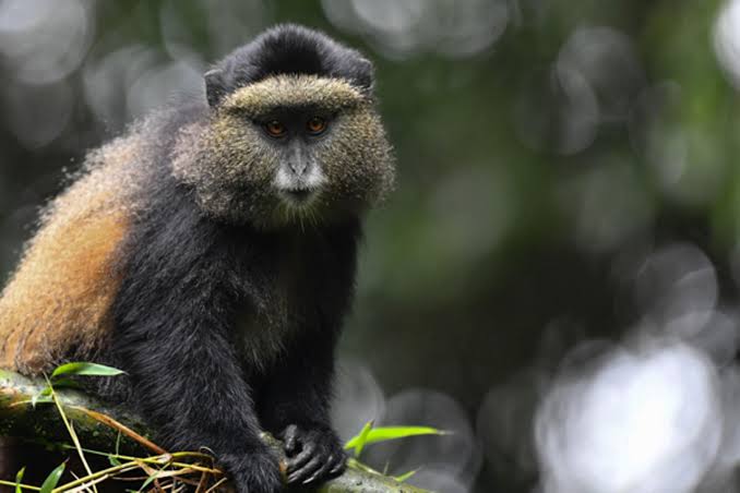 Uganda’s World of Primates