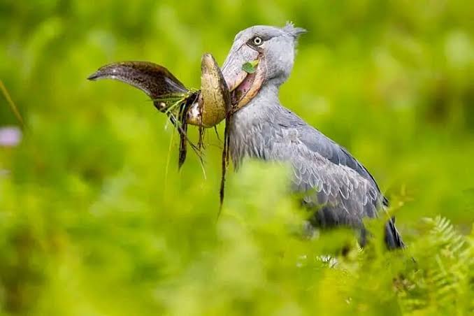Why Uganda Is a Birding Hotspot