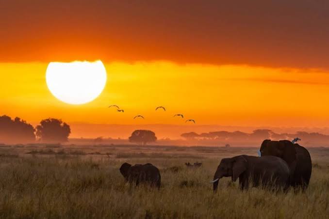 Uganda Prestige Safari Experience