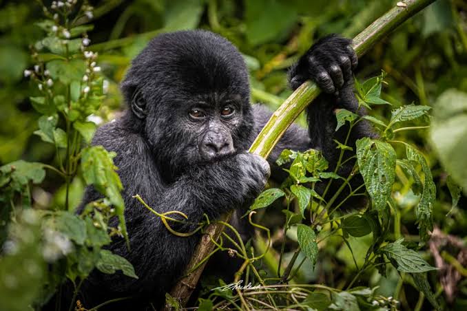 Best Month for Gorilla Trekking in Uganda