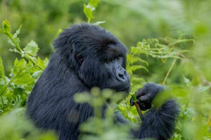 Discover Ruhija Gorilla Sector
