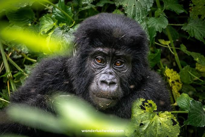 Gorilla Habituation in uganda