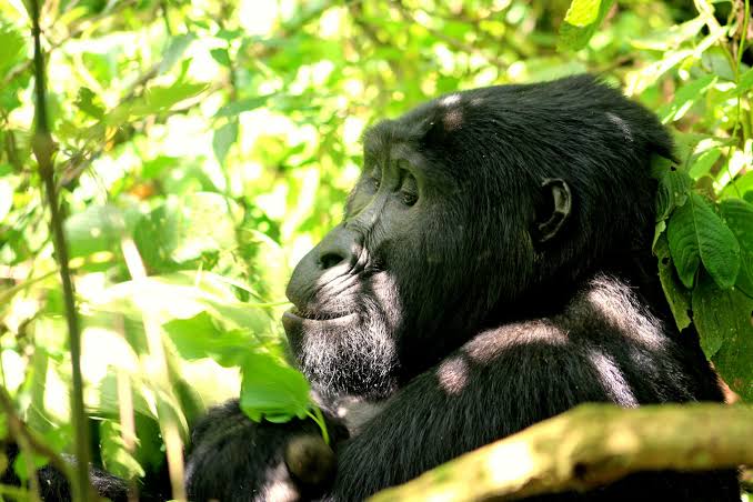 Africa Safari and Gorilla Tours: The Complete Guide