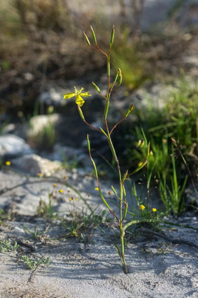 Moraea bituminosa (Iridaceae)