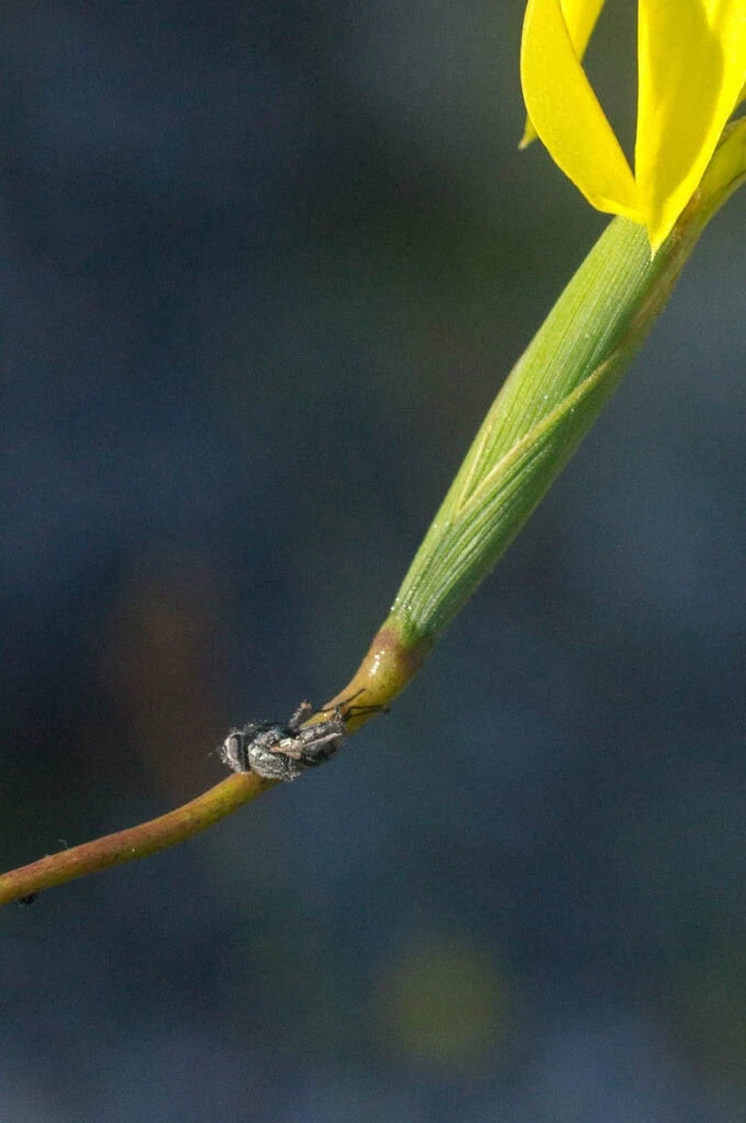 Fly stuck to Moraea bituminosa