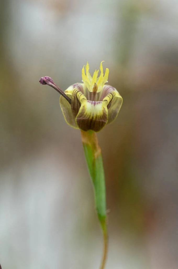 Moraea inconspicua (Iridaceae)