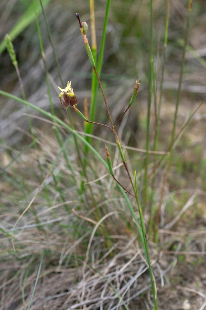 Moraea inconspicua (Iridaceae)