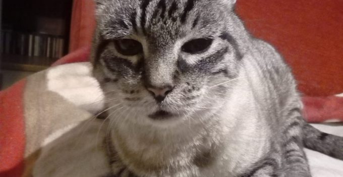 Caso Studio n.1: Dartagnan e Jessica: la storia di un gatto anziano e diabetico che è tornato a vivere