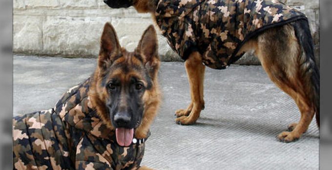 como hacer ropa para perros facil