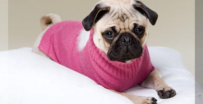 ropa para cachorros beagle