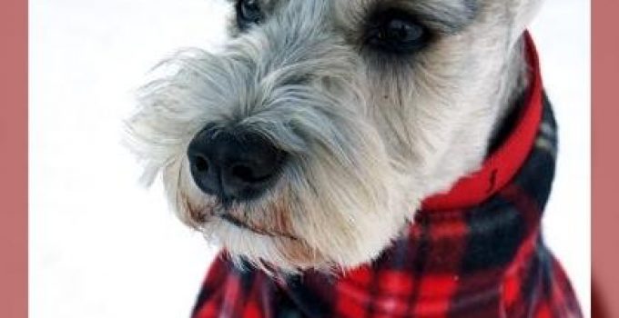 ropa para perros schnauzer mediano