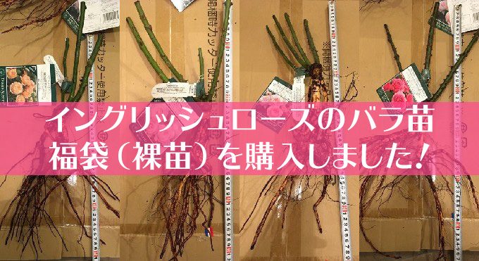ERバラ苗福袋購入