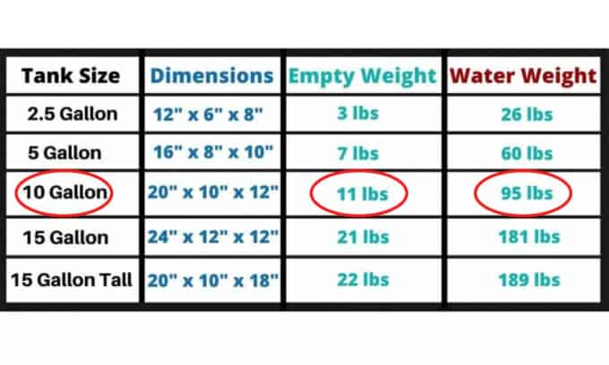 6 Best Saltwater Fish For A 10 Gallon Tank 2