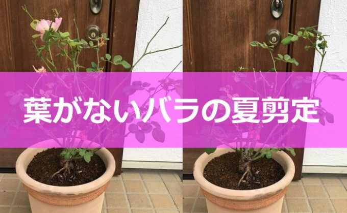 葉がないバラの夏剪定-01