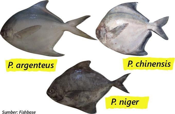 harga ikan bawal putih laut yang lebih mahal