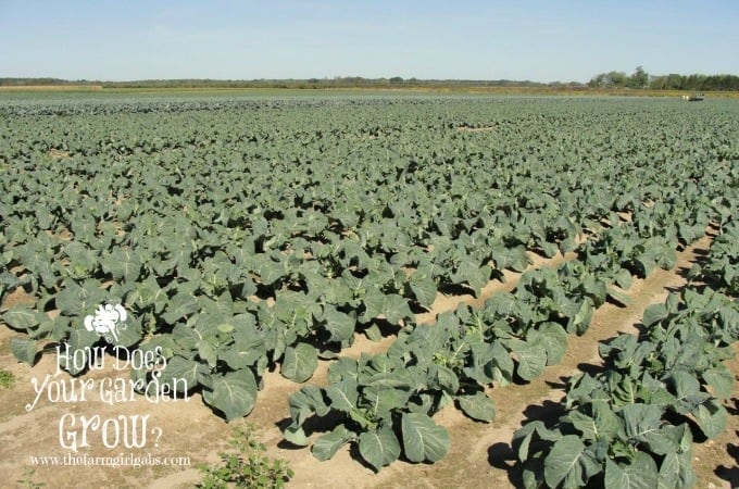 broccoli field