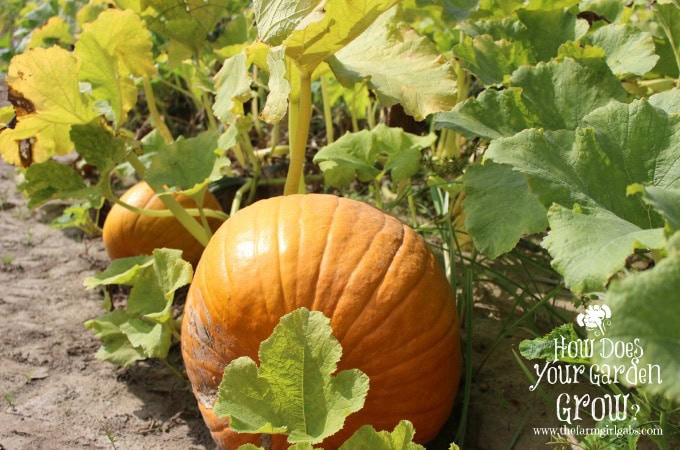 Pumpkins at Russo's Fruit & Vegetable Farm