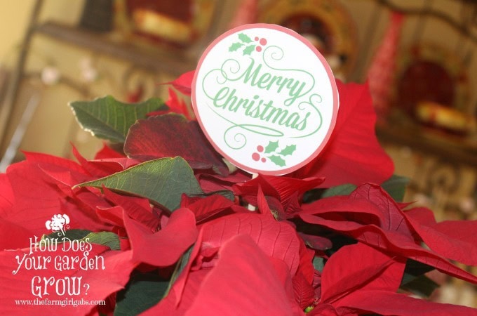 Poinsettia Hostess Gift with Printable Gift Tag