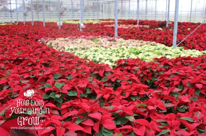 Poinsettias grown in Russo's Fruit & Vegetable Farm's Greenhouse.