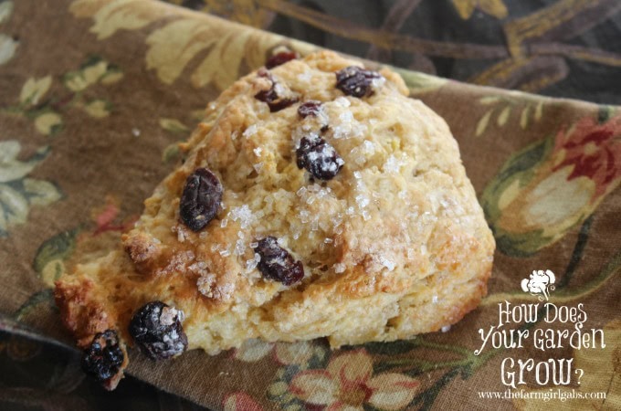 Cherry Scone