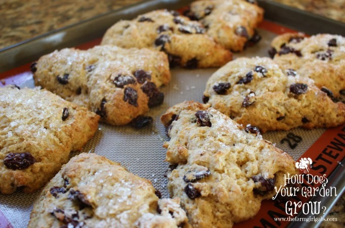 Cherry Scones on Pan