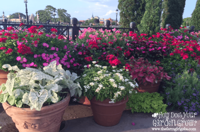 Flower Pots - Italy