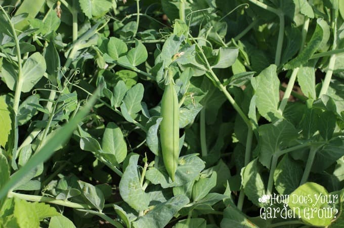 Pea Field at Russo's Fruit & Veg. Farm