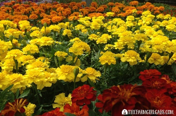 10 Marigolds - 10 Annuals To Grow From Seed