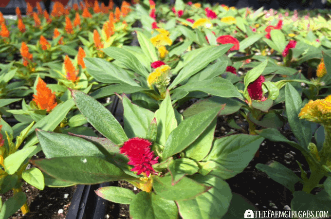 celosia